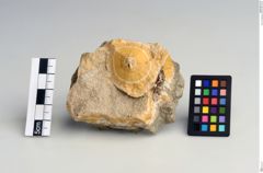 Foto von Mesotyp (NHMW-MIN-Ae123)